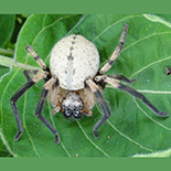 Olios species